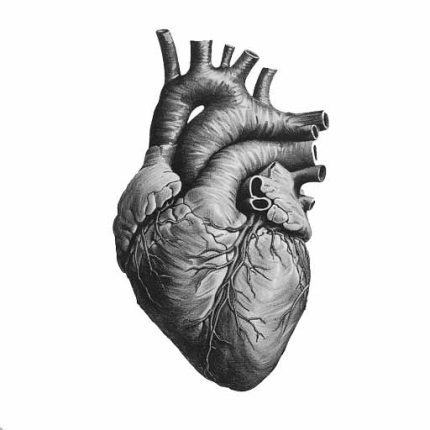 Black and grey drawing of a human heart and blood vessel Transparent PNG